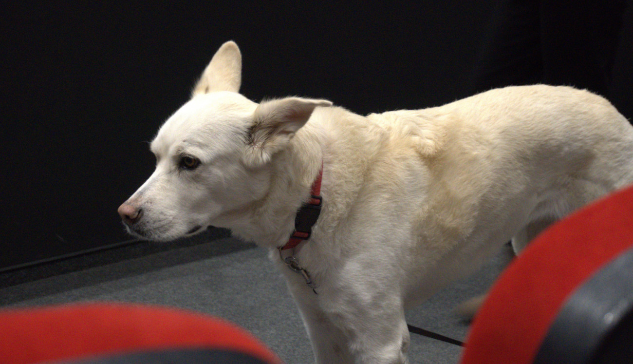 Кино Одеон - "Млечни зъби"