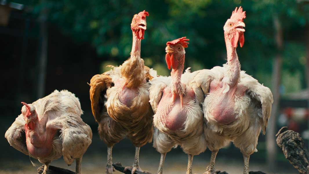 Унгарският режисьор Дьорд Палфи ще бъде начело на Международното жури на 30-ия София Филм Фест