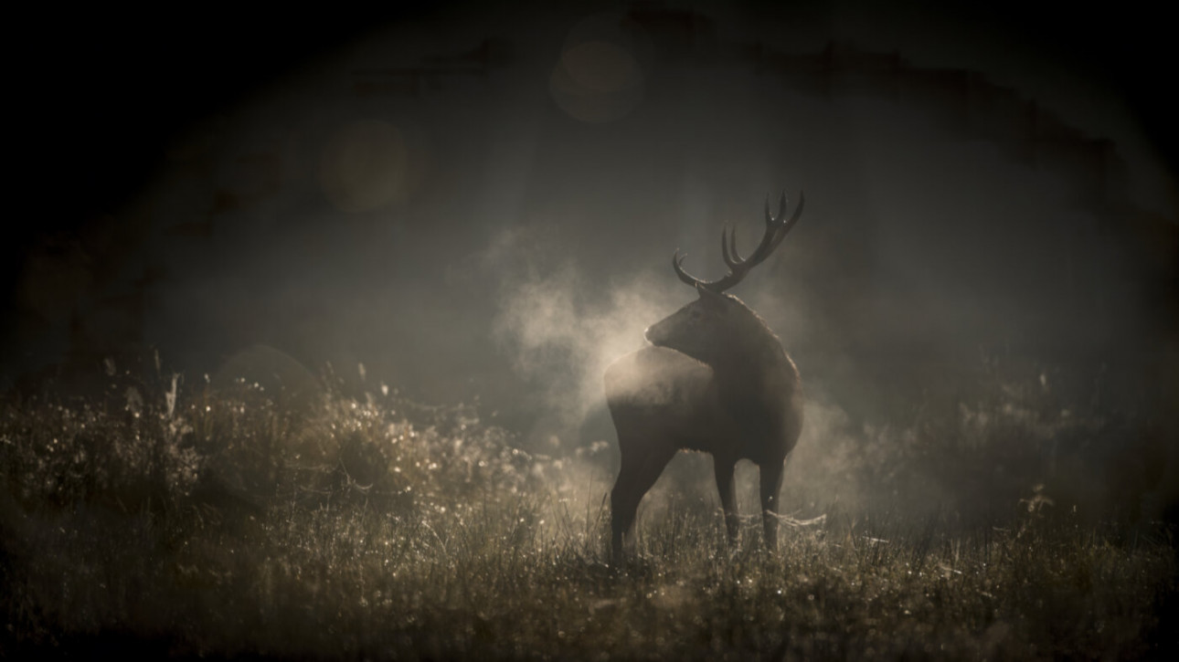 СФФ Природа – с „Мълчаливият приятел“ на Илдико Енеди, номиниран за „Златен лъв“, и „Магията на гората“ на Венсан Мюние