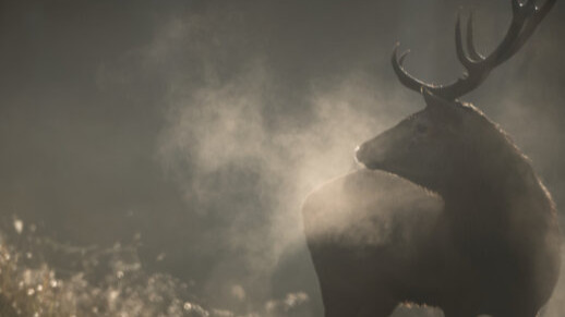 МАГИЯТА НА ГОРАТА