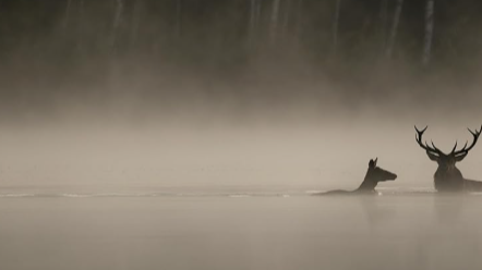 МАГИЯТА НА ГОРАТА