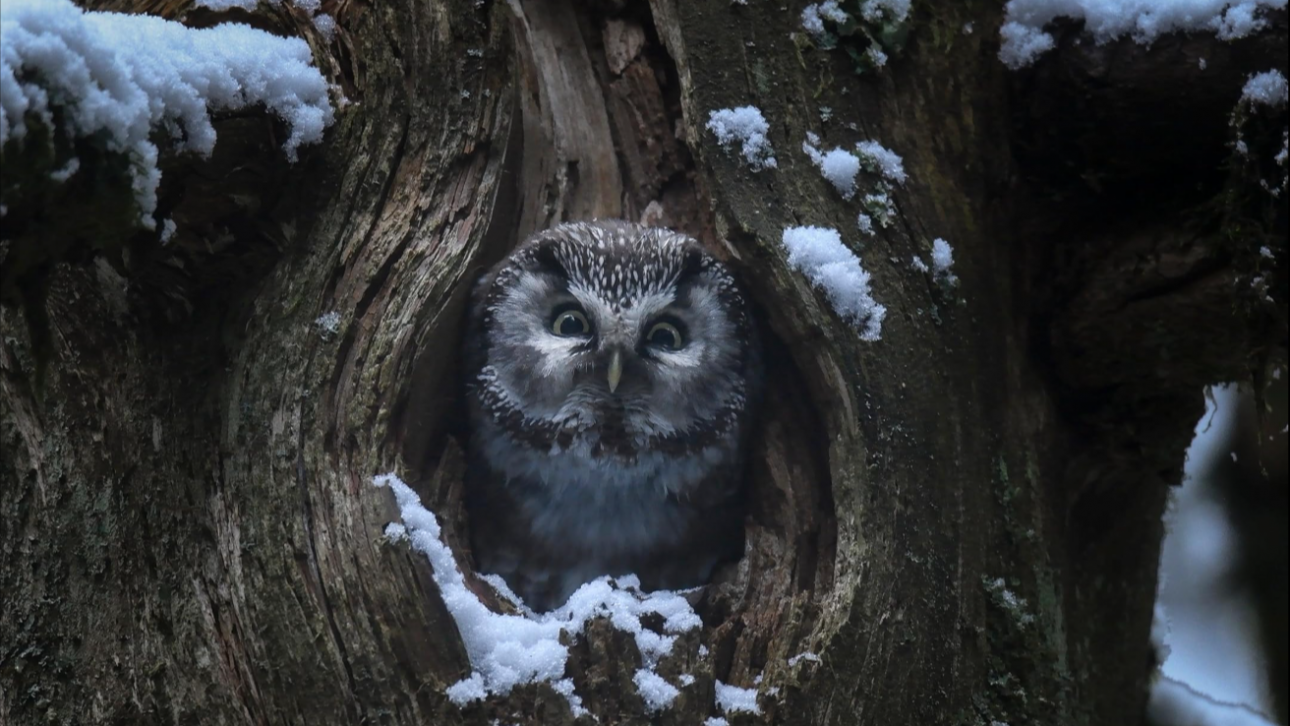 СФФ Природа – с „Мълчаливият приятел“ на Илдико Енеди, номиниран за „Златен лъв“, и „Магията на гората“ на Венсан Мюние