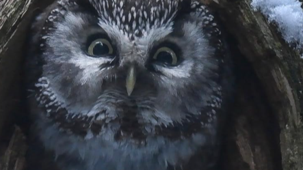 МАГИЯТА НА ГОРАТА